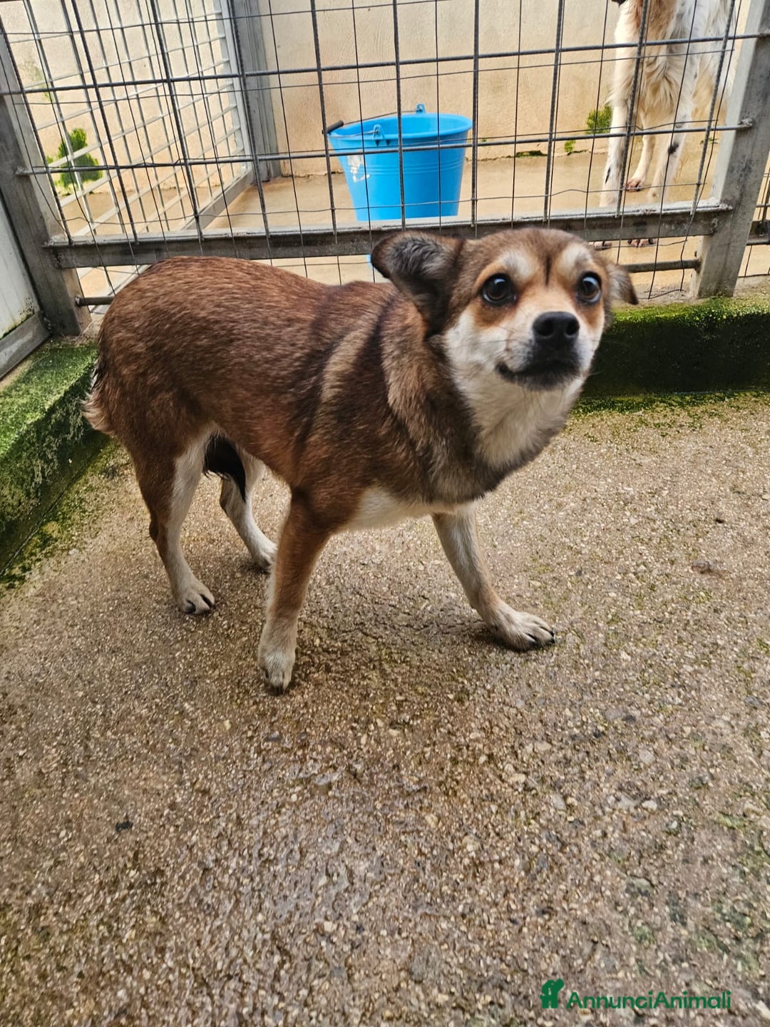 Meticcio cani in regalo: Jenna: taglia piccola super dolce  - Annuncio 3