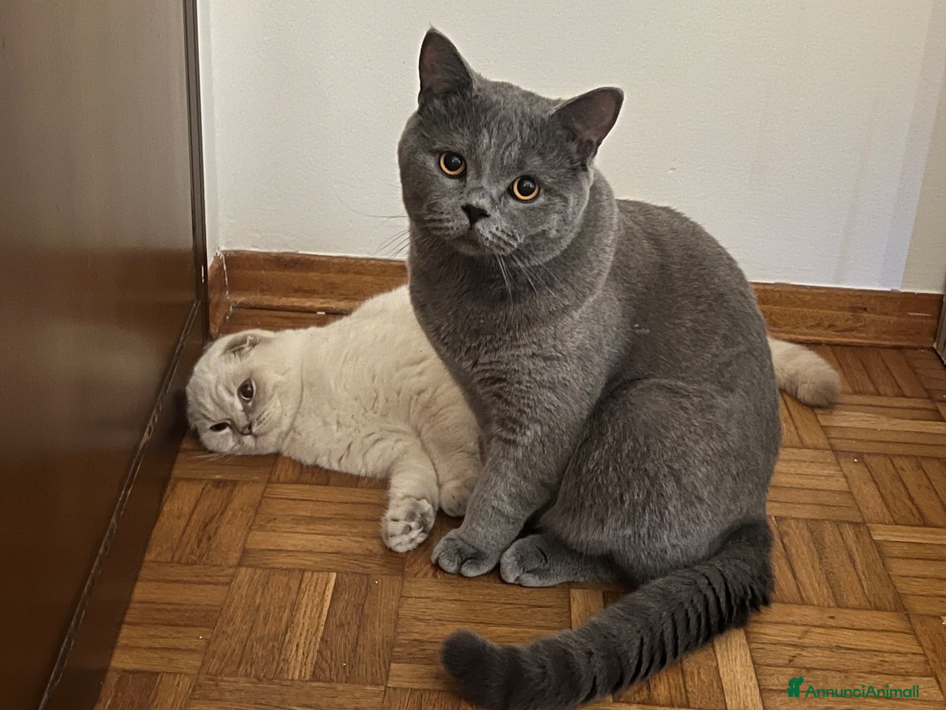 British gatti gattini Scottish Fold e British Shorthair - Annuncio 26