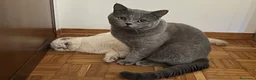 British gatti in vendita: gattini Scottish Fold e British Shorthair - Annuncio 1