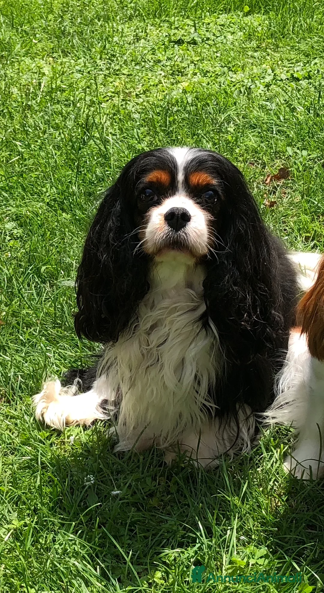 Immagine della galleria {{count}}