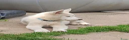 Husky cani in vendita: Siberian husky  - Annuncio 16