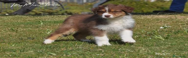 Australian Shepherd Cucciolo 5