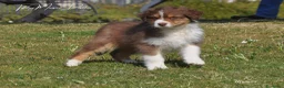 Australian Shepherd cani in vendita: Cuccioli pastore australiano  - Annuncio 2