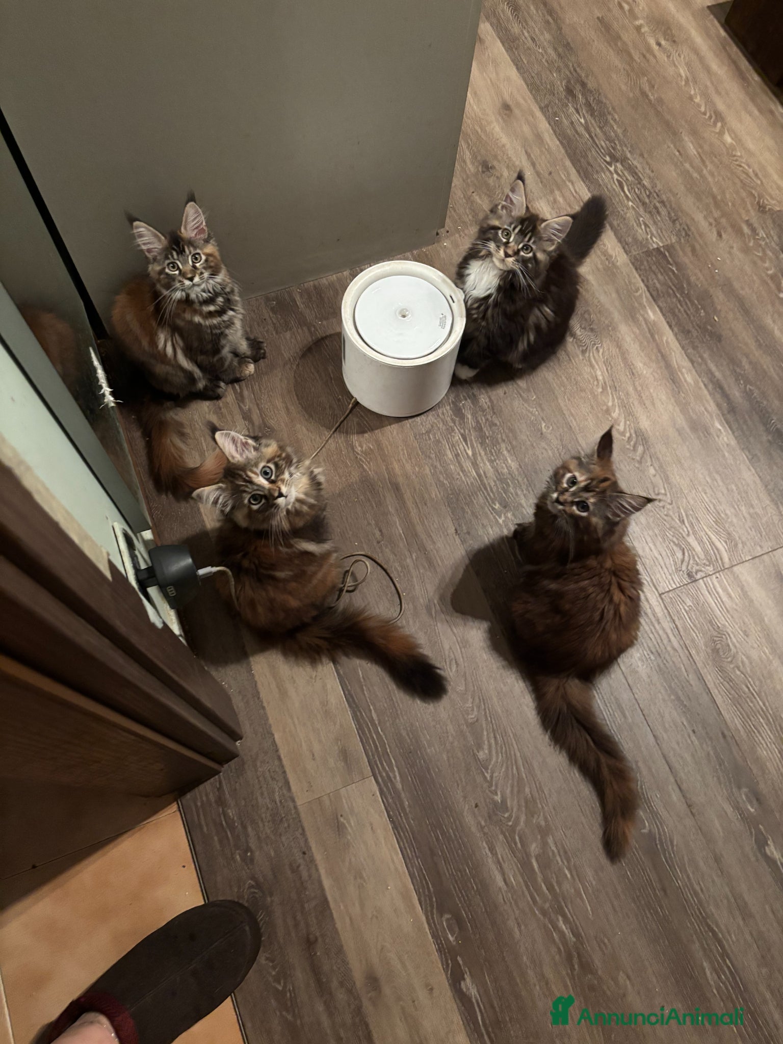 Maine Coon gatti Cucciolo con pedigrre MAine Coon - Annuncio 3