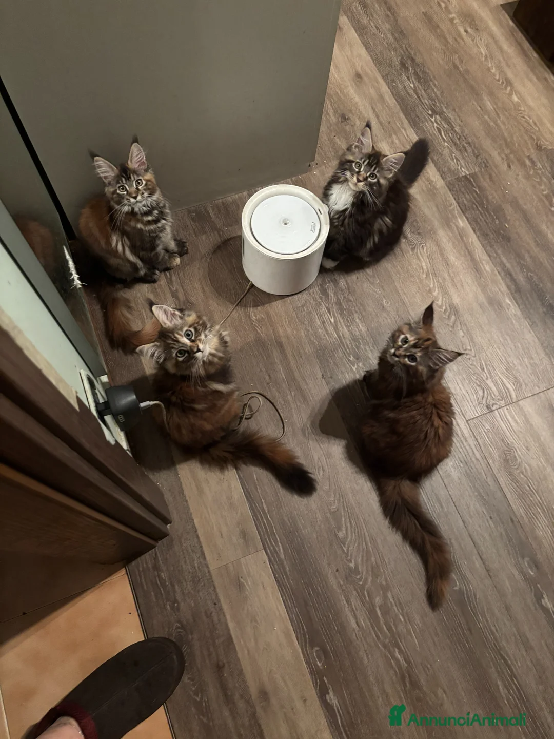 Maine Coon gatti in vendita: Cucciolo con pedigrre MAine Coon - Annuncio 1