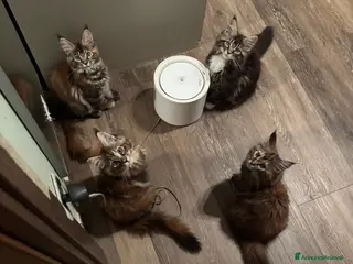 Maine Coon gatti Cucciolo con pedigrre MAine Coon - Annuncio 3