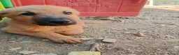 Altre razze cani in regalo: Cuccioli in regalo - Annuncio 4