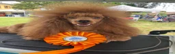 Barboncino cani per accoppiamento: Disponibile per monte Barbone nano Red  a Provincia di Bergamo - Annuncio 1
