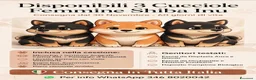 Shiba Inu cani in vendita: Shiba inu a Città Metropolitana di Bologna - Annuncio 1