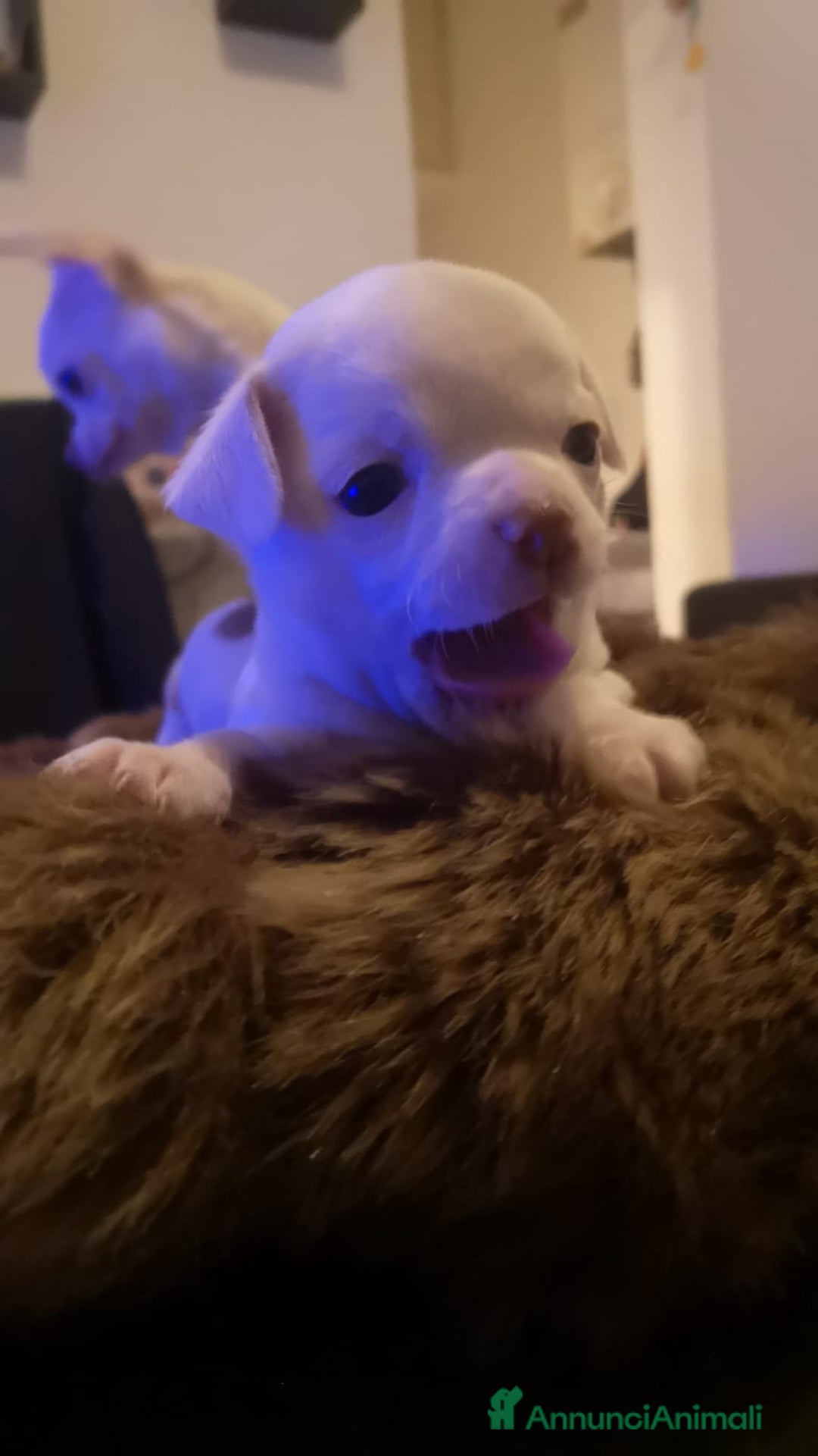 Chihuahua cani in vendita: Inaugurato vendita chihuahua mini toy - Annuncio 4