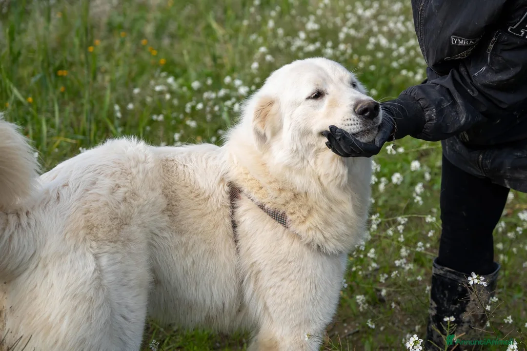 Pastore Maremmano cani in regalo: Peppe - Annuncio 9