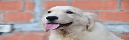 Golden Retriever cani in vendita: Cuccioli Golden Retriever a Provincia di Parma - Annuncio 7
