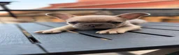 Bulldog Francese cani in vendita: Bulldog Francese Lilac Fawn - Annuncio 13