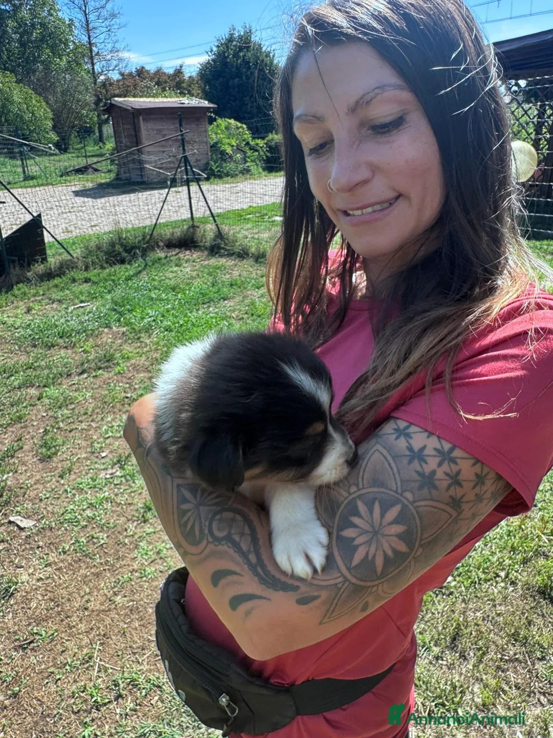 Australian Shepherd cani in vendita: Ultimo cucciolo di pastore australiano  - Annuncio 4