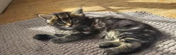 Maine Coon gatti in vendita: Bellissimi cuccioli di Maine Coon - Annuncio 9