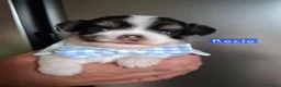 Chihuahua cani in vendita: Chihuahua pelo lungo  - Annuncio 5