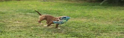 Pitbull cani in vendita: Cuccioli di Pit Bull anche a rate - Annuncio 14