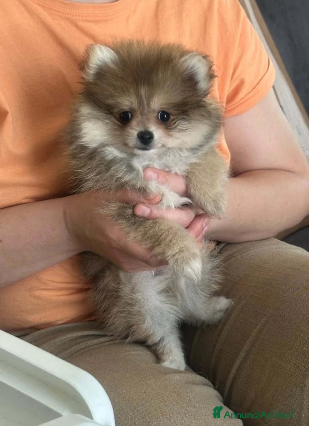 Volpino Pomerania cani in vendita: Pomerania - Annuncio 5