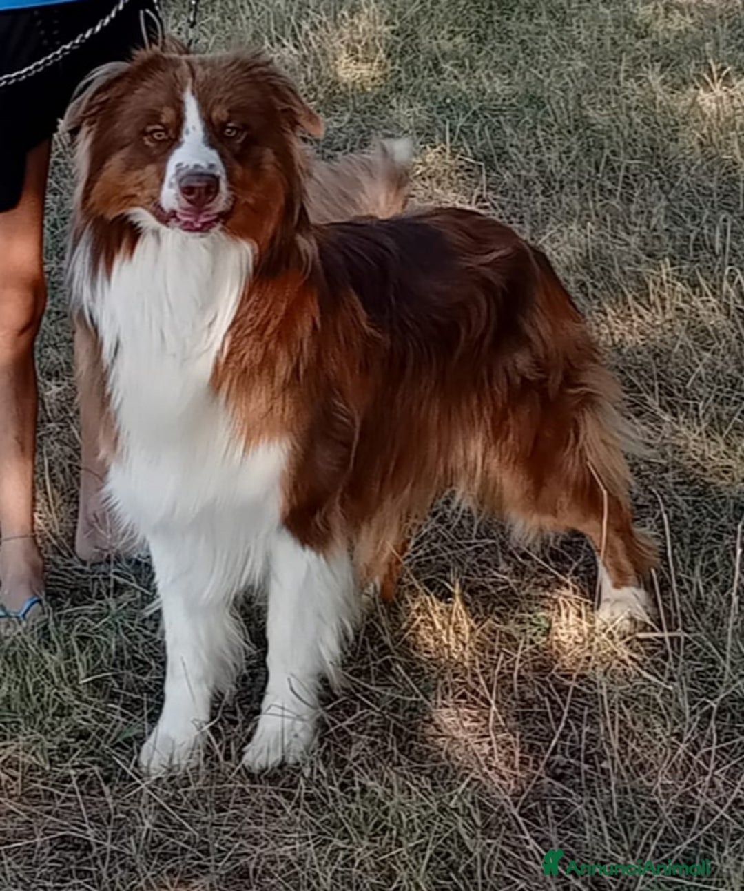 Australian Shepherd cani per accoppiamento: Pastore australiano per monta a Provincia di Frosinone - Immagine 1