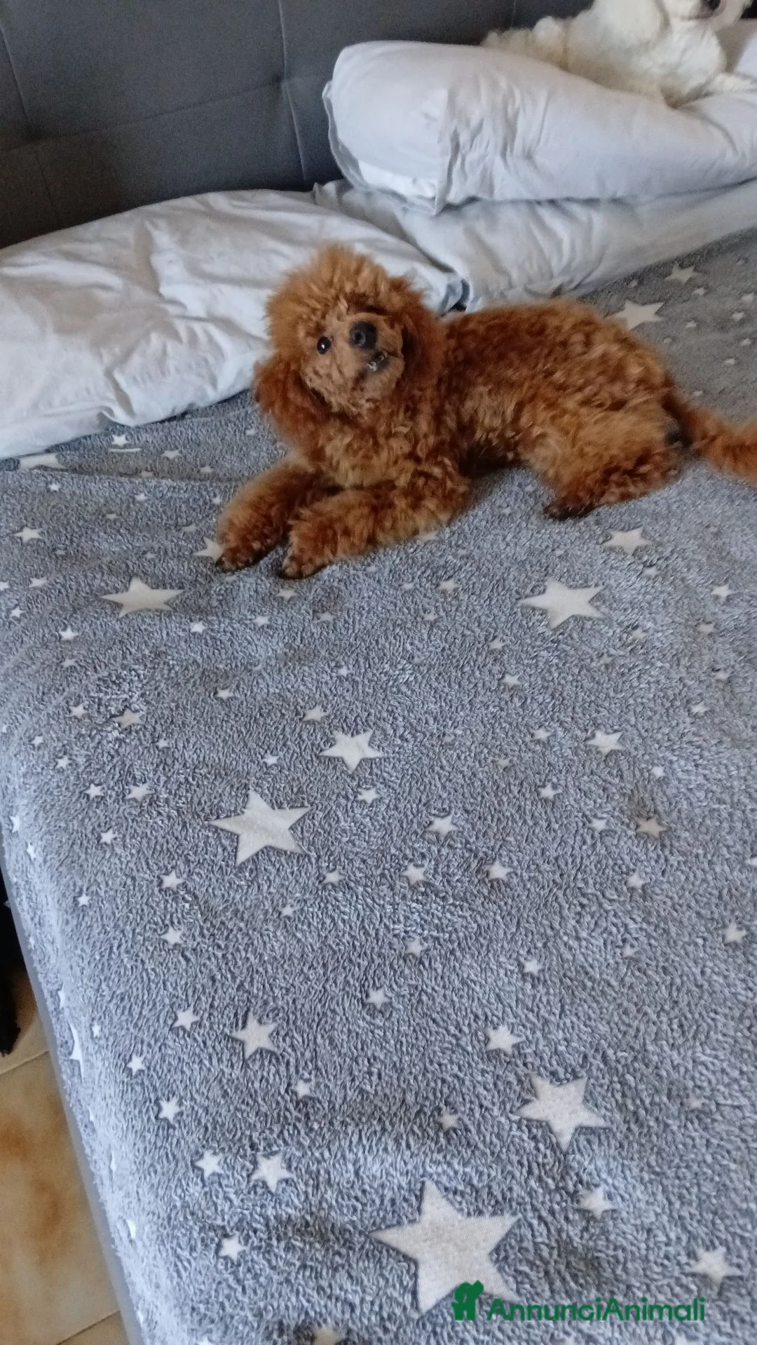 Barboncino cani in vendita: Barboncino red nano a Città metropolitana di Roma Capitale - Annuncio 2