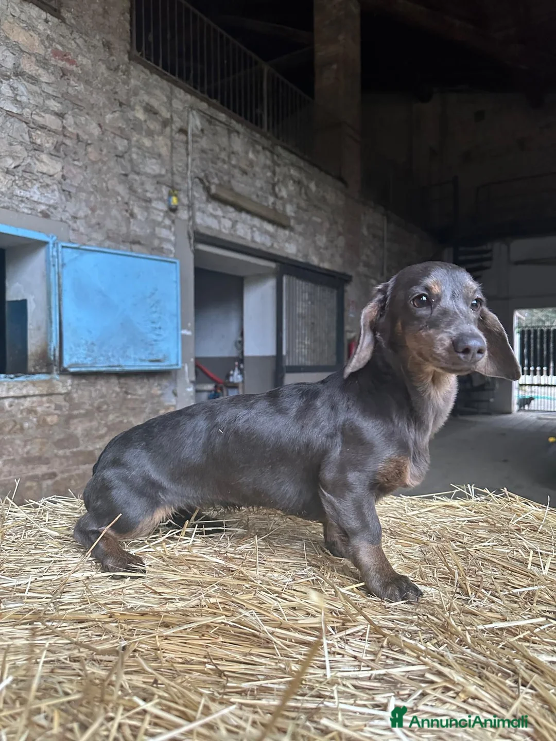 Bassotto cani in vendita: Bassotta in vendita - Annuncio 2