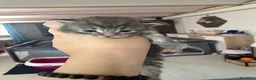 Maine Coon gatti in vendita: Dolcissimi cuccioli di Maine coon  - Annuncio 5