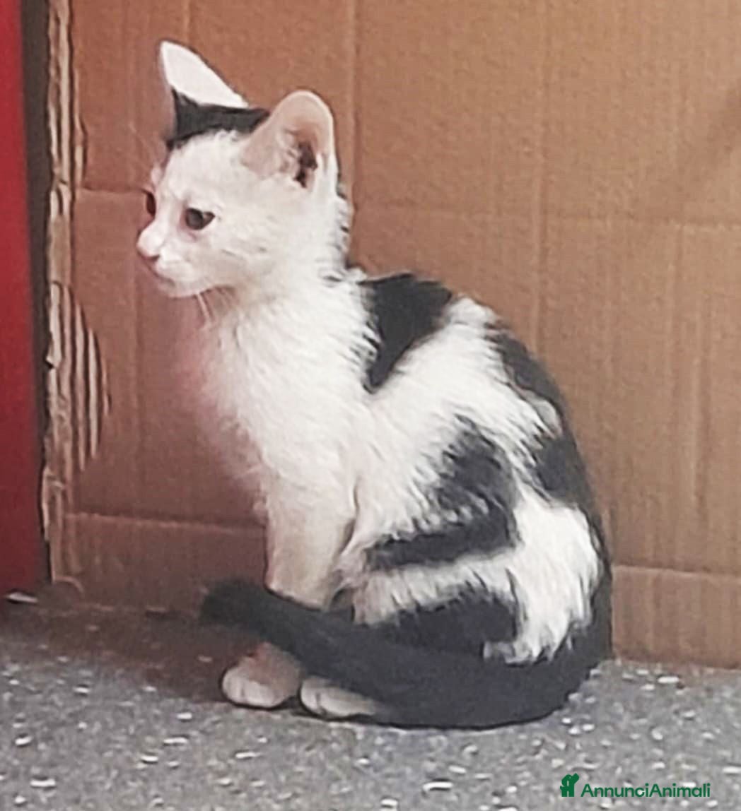 Meticcio gatti Gattini cercano casa disperatamente - Annuncio 12