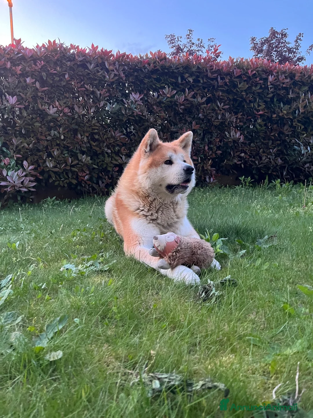 Akita Inu cani per accoppiamento: cercasi cagna per accoppiamento - Annuncio 3