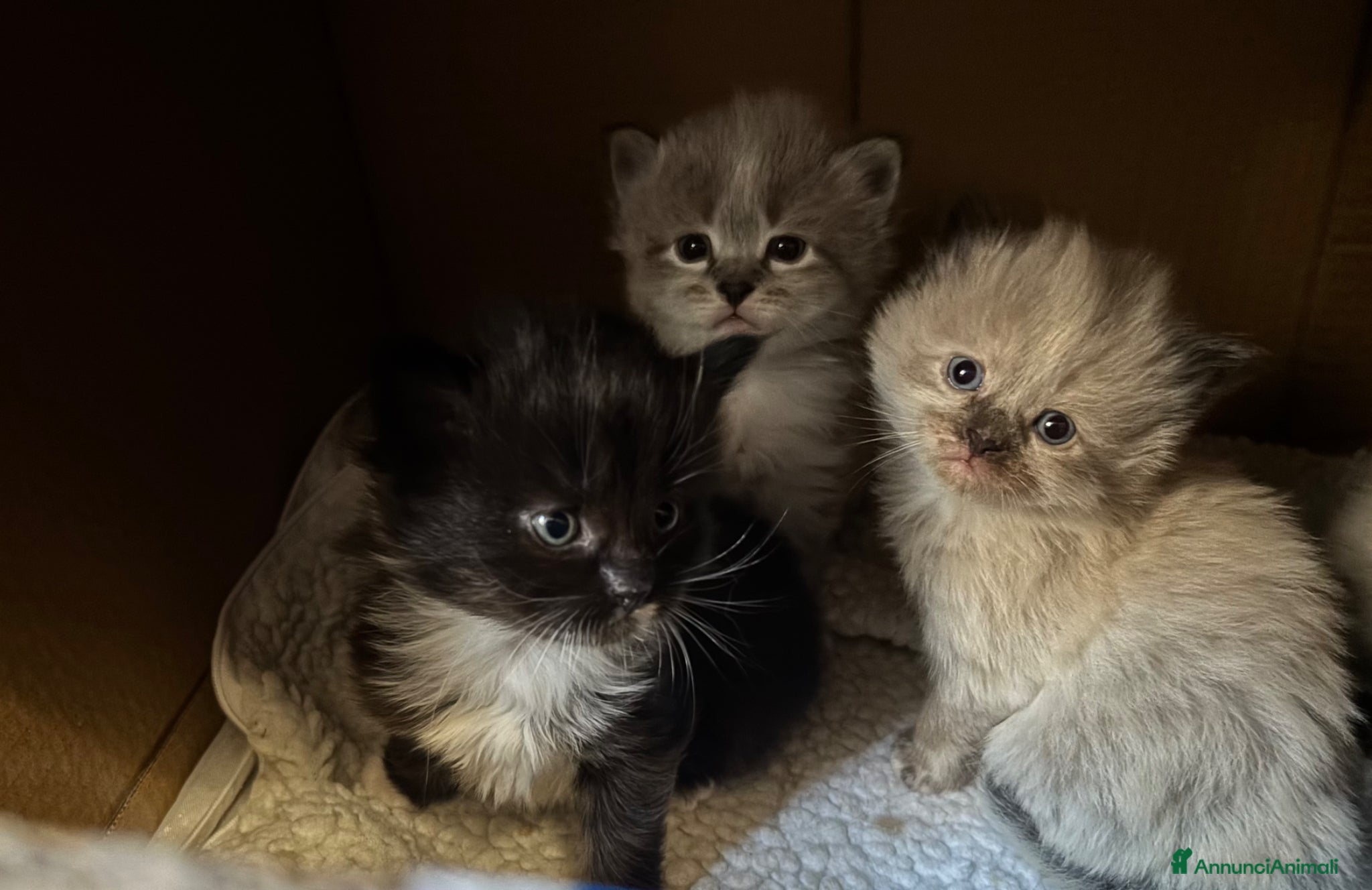 Siberiano gatti Gattini siberiani ipoallergenici - Annuncio 1