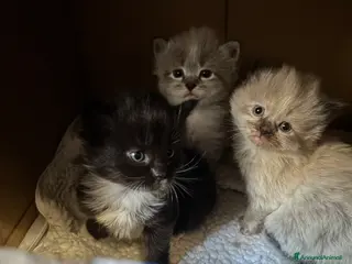 Siberiano gatti Gattini siberiani ipoallergenici - Annuncio 1