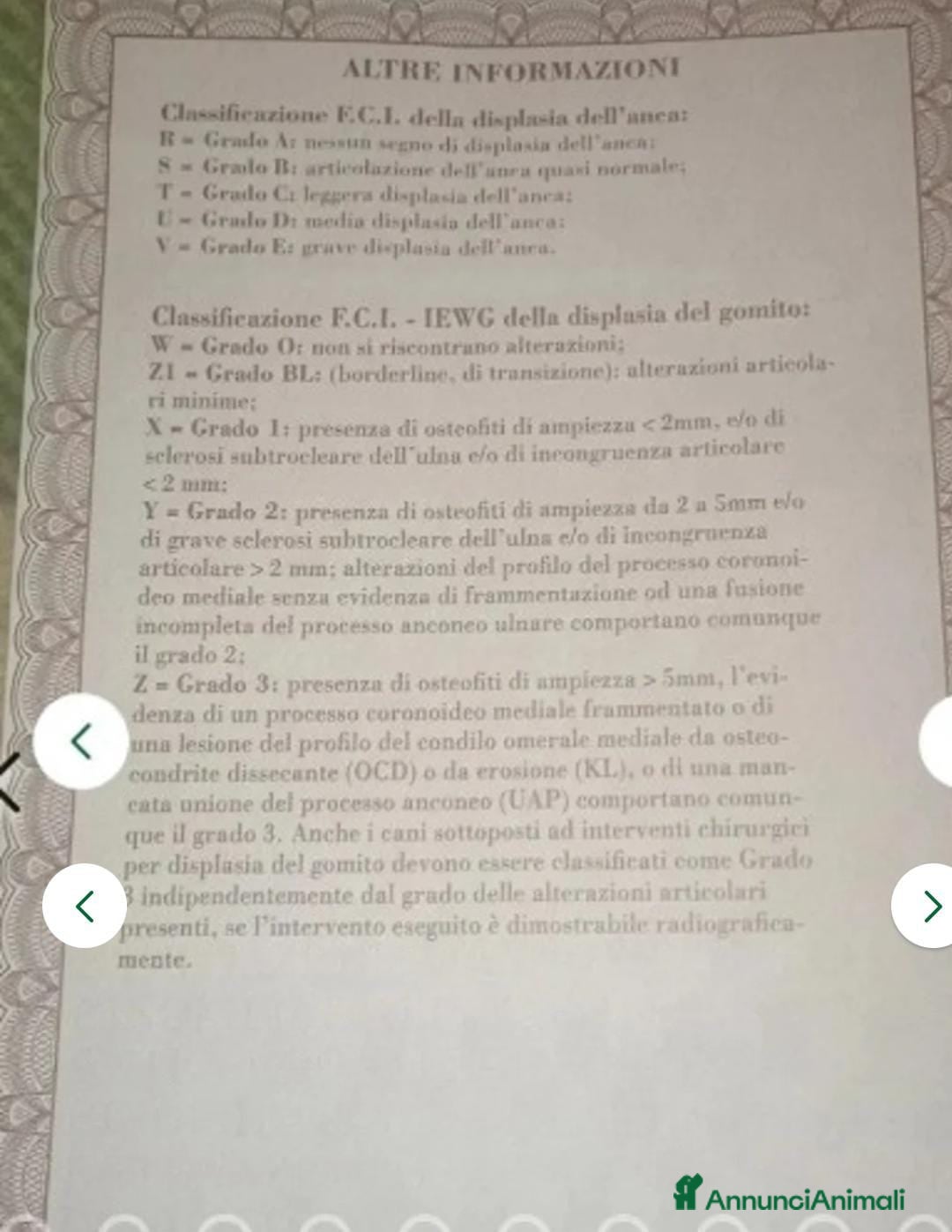 Pastore Tedesco cani in vendita: splendidi cuccioli  - Annuncio 5