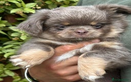 Chihuahua cani in vendita: Chihuahua pelo lungo tricolore lillac  a Città metropolitana di Milano - Immagine 1