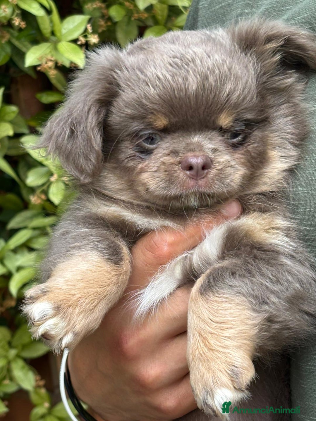 Chihuahua cani in vendita: Chihuahua pelo lungo tricolore lillac  a Città metropolitana di Milano - Immagine 1