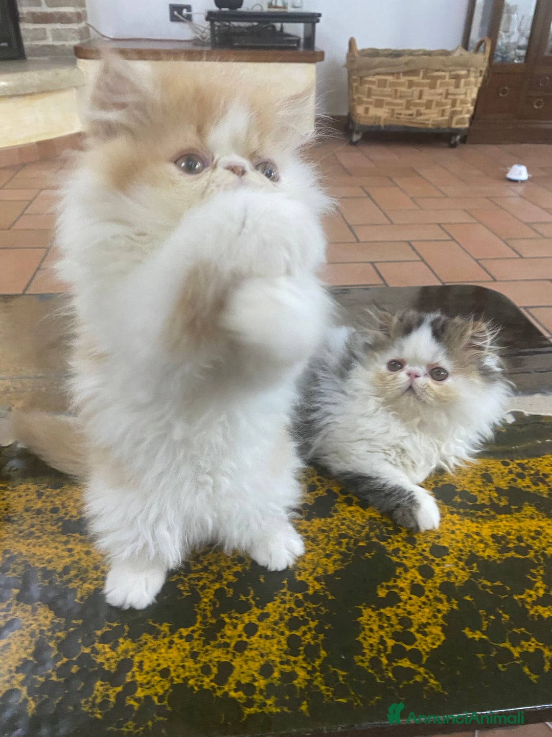 Persiano gatti in vendita: DUE MASCHIETTI PERSIANI IPERTIPICI - Annuncio 16