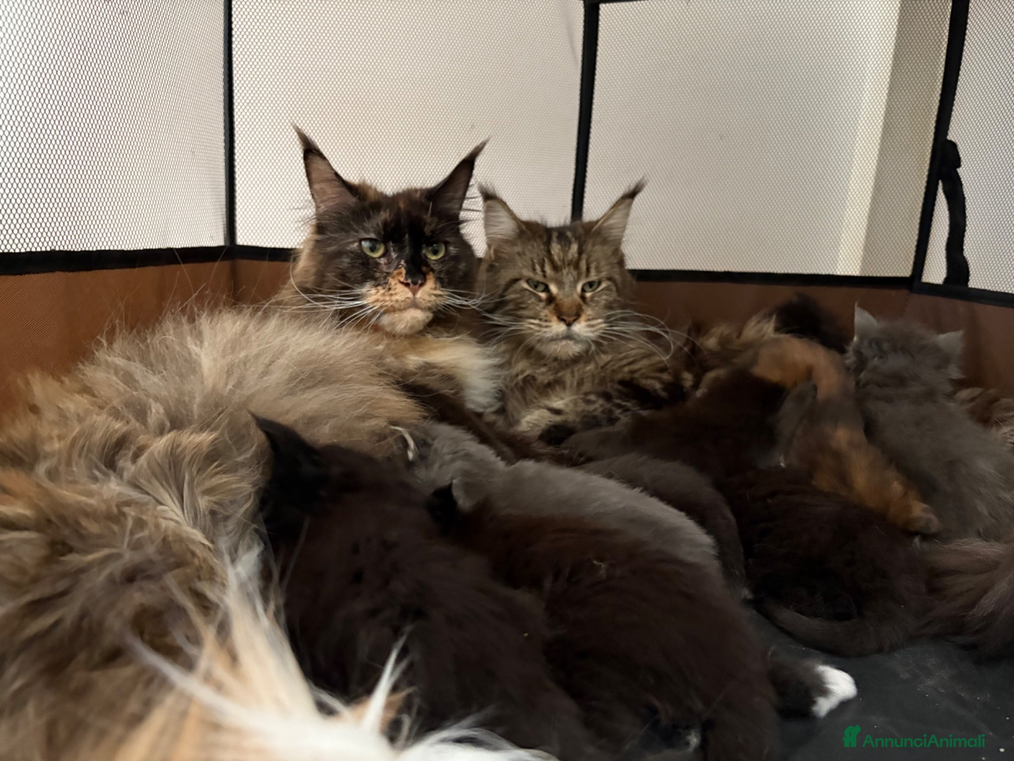 Maine Coon gatti Maine Coon  - Annuncio 1