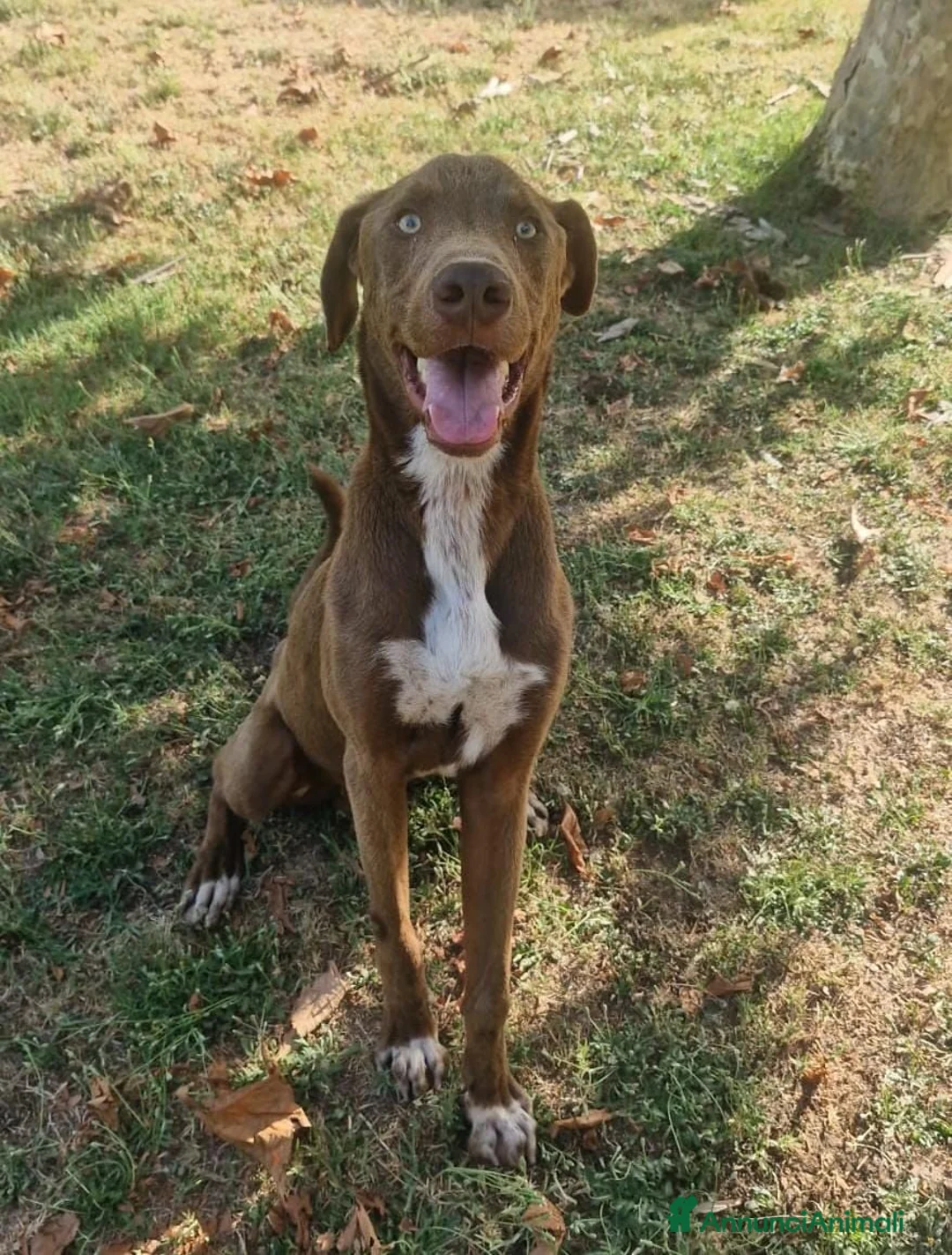 Meticcio cani in regalo: Riportato in rifugio a 9 mesi.... a Provincia di Prato - Annuncio 1
