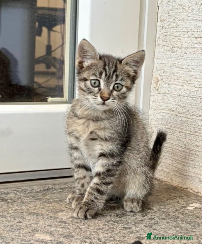 Europeo gatti Gattina tigrata 2 mesi - Annuncio 2