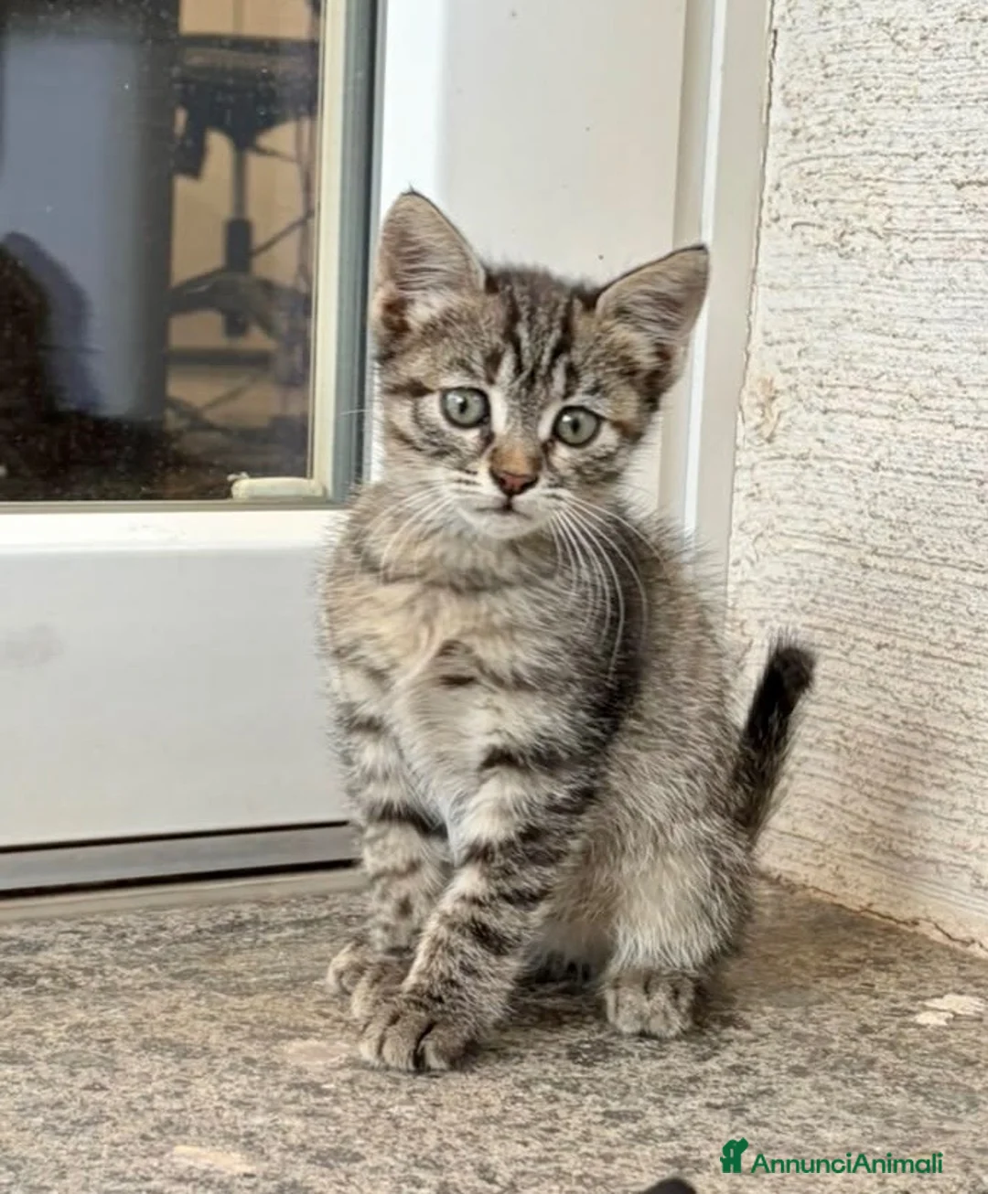 Europeo gatti in regalo: Gattina tigrata 2 mesi a Città metropolitana di Roma Capitale - Annuncio 1