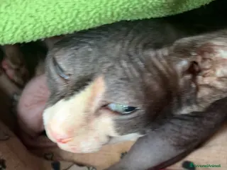 Sphynx gatti in vendita: Sphynx femmine - Annuncio 1