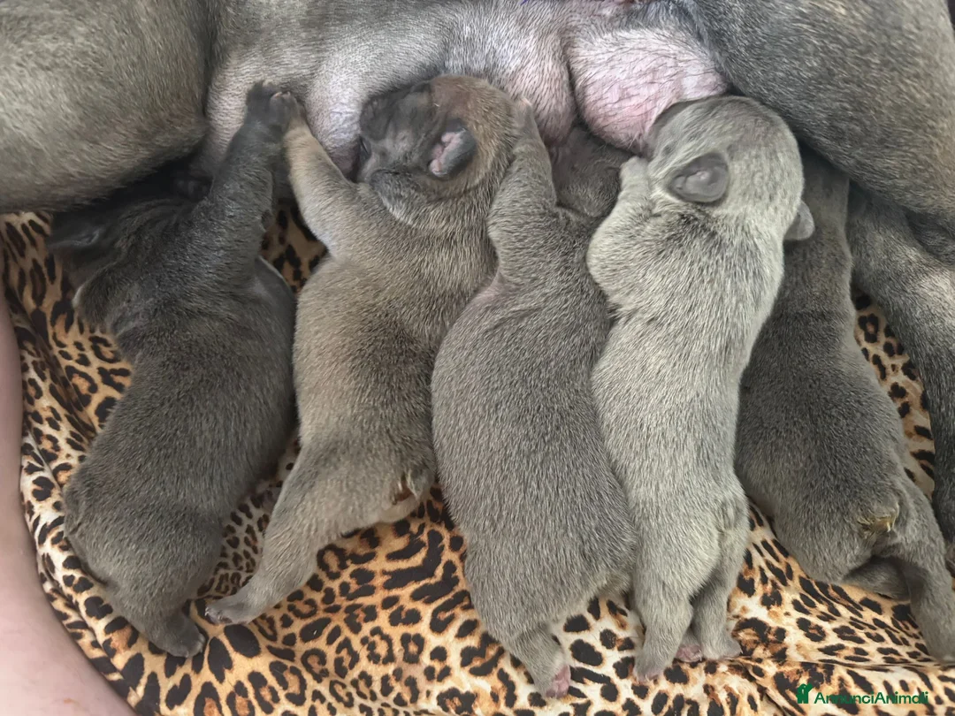 Bulldog Francese cani in vendita: bulldog francese colorazione exotic a Provincia di Fermo - Annuncio 2