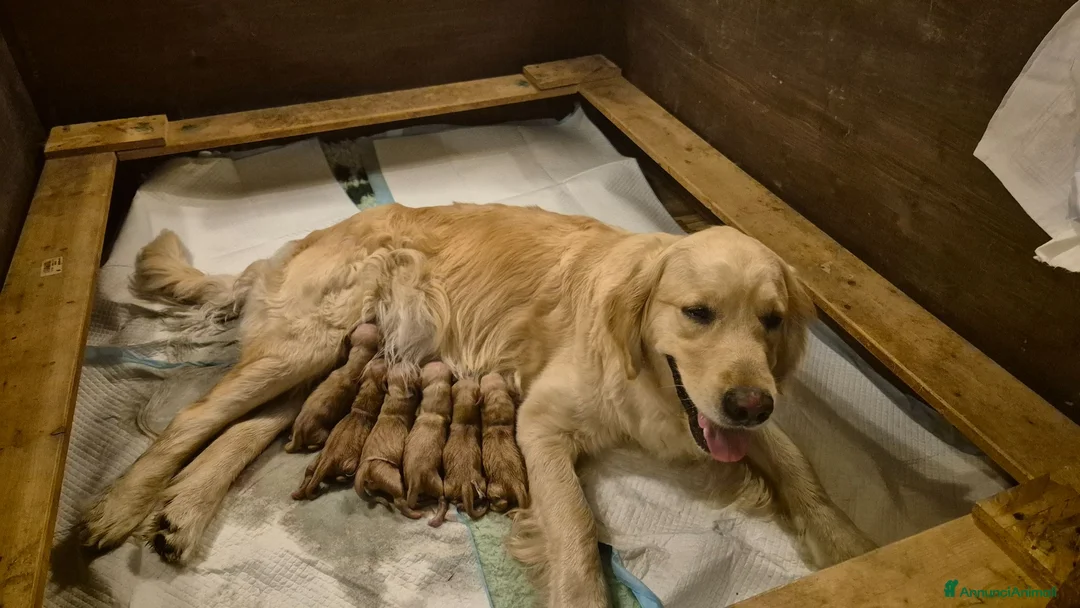 Golden Retriever cani in vendita: Allevamento sleepingbeauty golden - Annuncio 2