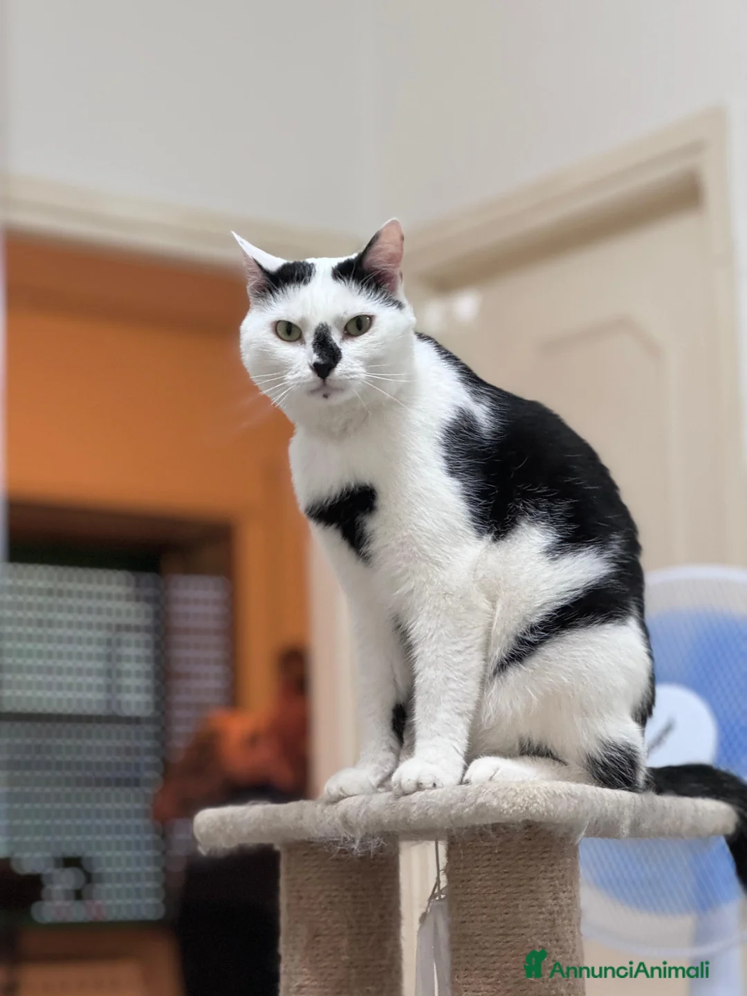 Meticcio gatti in regalo: Ciccio - Annuncio 1