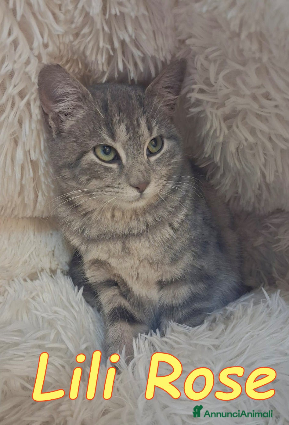 Europeo gatti 𝗟𝗶𝗹𝗶 𝗥𝗼𝘀𝗲 💞𝗔𝗗𝗢𝗧𝗧𝗔 𝗟' 𝗔𝗠𝗢𝗥𝗘! - Annuncio 2