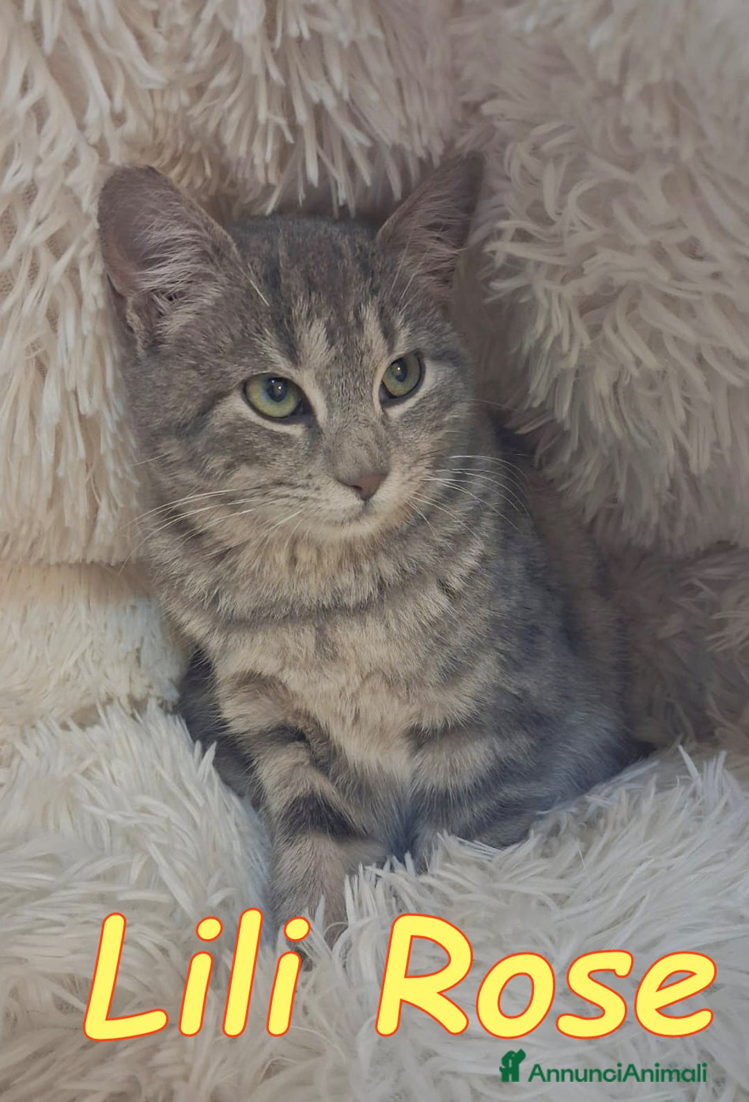 Europeo gatti in regalo: 𝗟𝗶𝗹𝗶 𝗥𝗼𝘀𝗲 💞𝗔𝗗𝗢𝗧𝗧𝗔 𝗟' 𝗔𝗠𝗢𝗥𝗘! - Annuncio 2