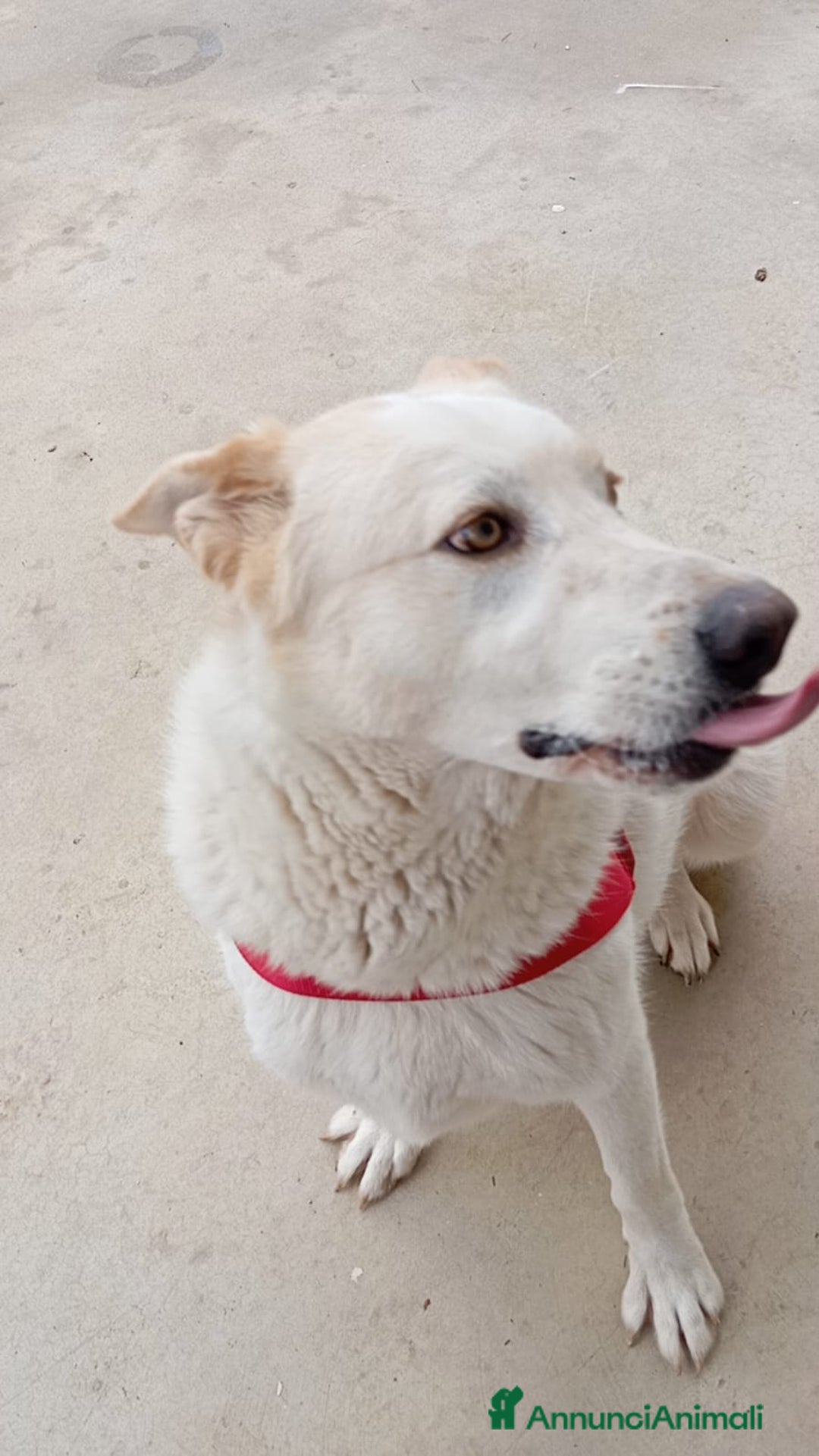 Meticcio cani in regalo: Nuage: cucciolona taglia media socievole  a Città Metropolitana di Genova - Annuncio 13