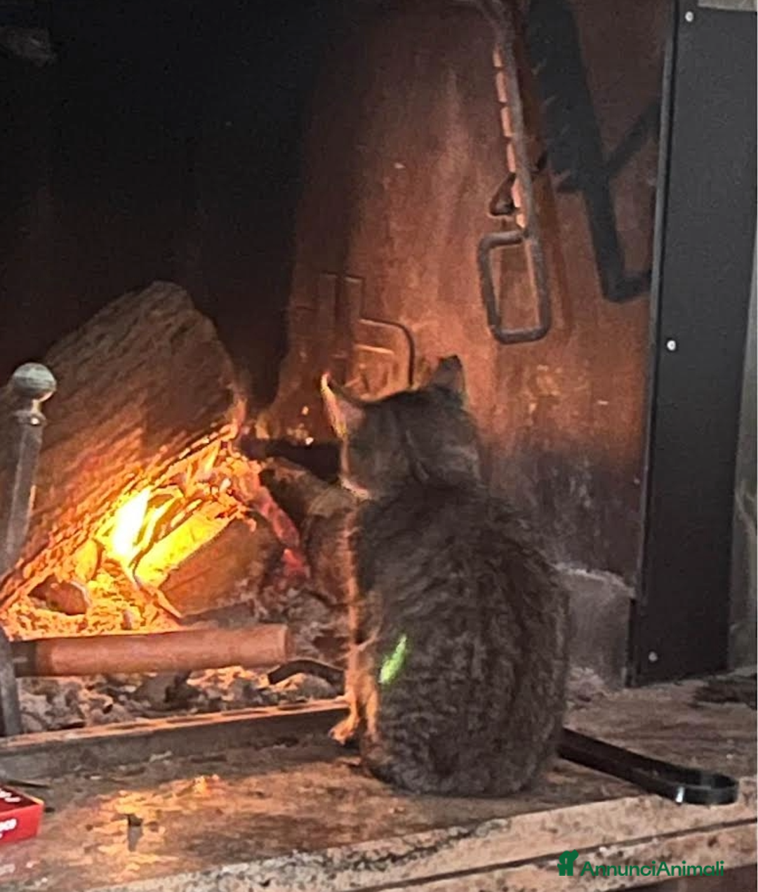 Europeo gatti in regalo: Gattina tigrata in adozione - Annuncio 5