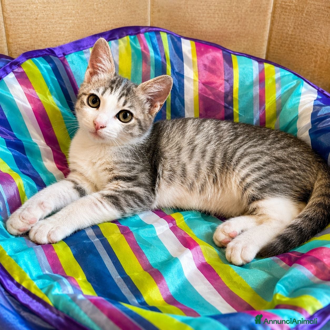 Europeo gatti Gattina di 2 mesi - Annuncio 5
