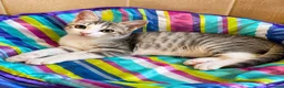 Europeo gatti in regalo: Gattina di 2 mesi - Annuncio 1