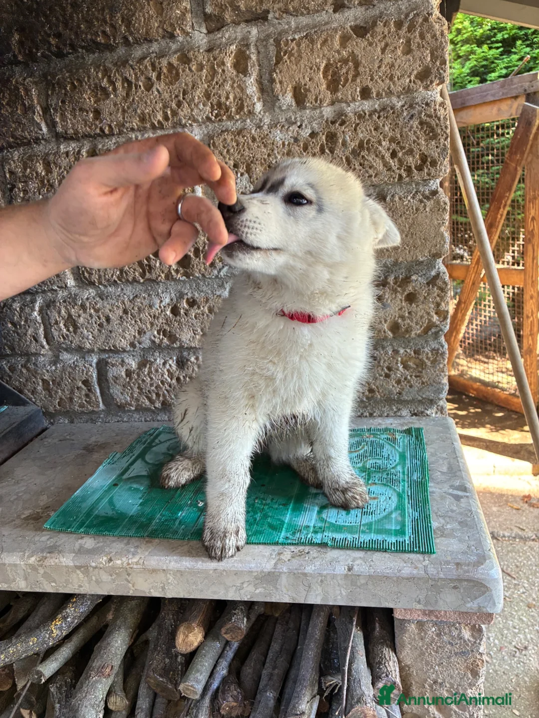 Husky cani in vendita: Cuccioli di husky - Annuncio 2