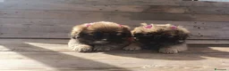 Pechinese cani in vendita: piccoli cuccioli di pechinese - Annuncio 1